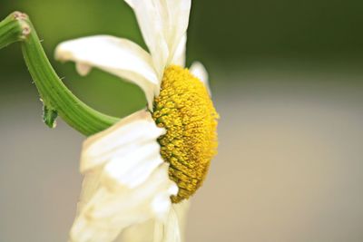 Close-up of white flower