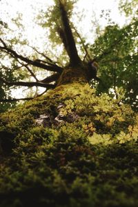 Low angle view of trees in forest