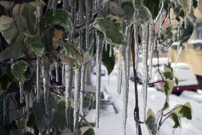 Close-up of plants during winter