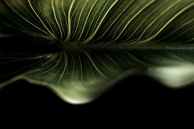 Close-up of dandelion