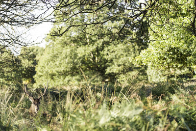 Close-up of deer by plants in forest