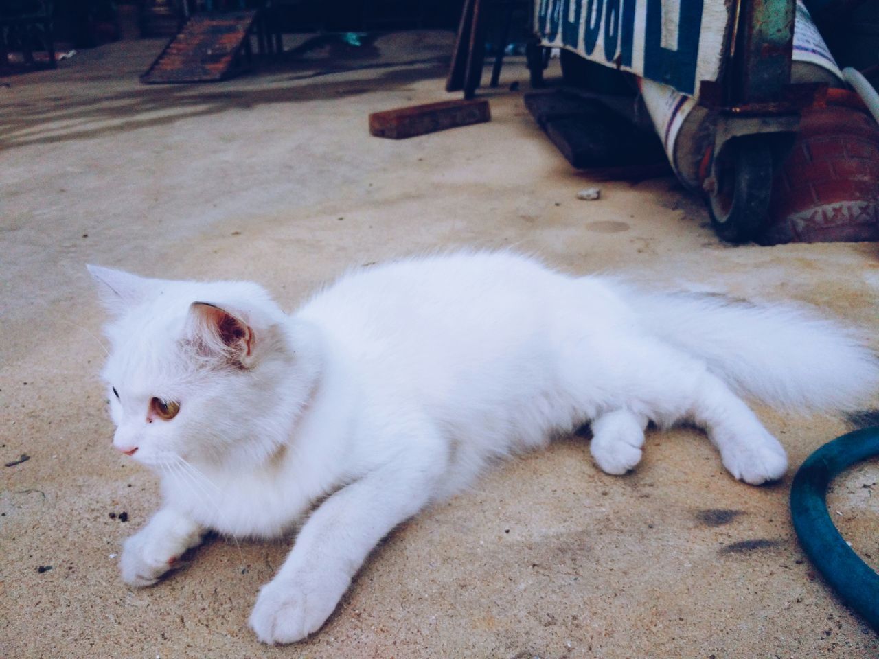 domestic animals, domestic cat, pets, animal themes, mammal, cat, one animal, feline, relaxation, lying down, whisker, resting, high angle view, mode of transport, white color, street, transportation, looking at camera, portrait, relaxing