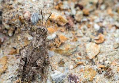 Camouflage of gray grasshopper on gray ground