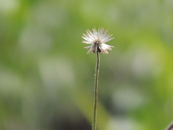 Close-up of dandelion against blurred background