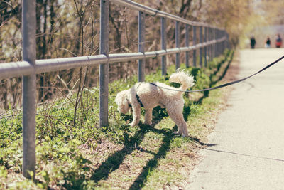 Dog walking by trees