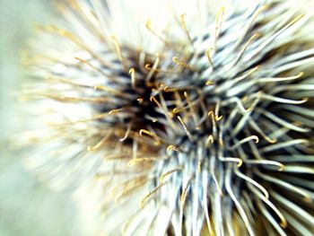 Close-up of dandelion