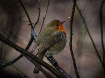 Close-up of bird perching on branch