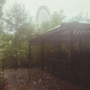 Trees in park