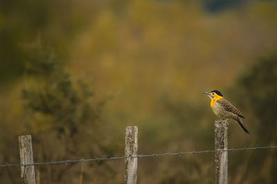 Close-up of bird perching on wooden post