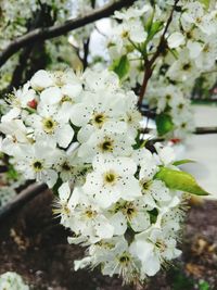 Close-up of white flowers on tree