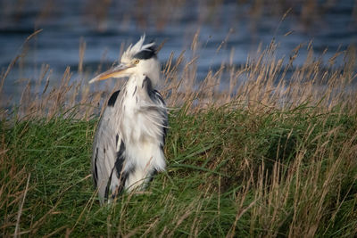 View of bird on land