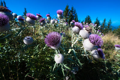 Close-up of purple thistle flowers on field