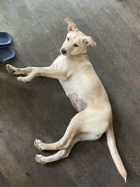 High angle view of dog sitting on floor