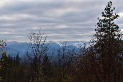 Plants and trees against sky during winter