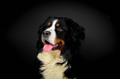 Portrait of dog against black background