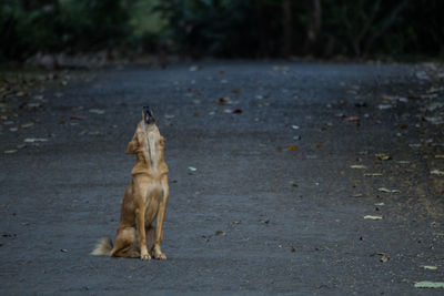 Dog on the road