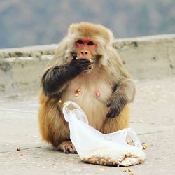 Monkey sitting outdoors