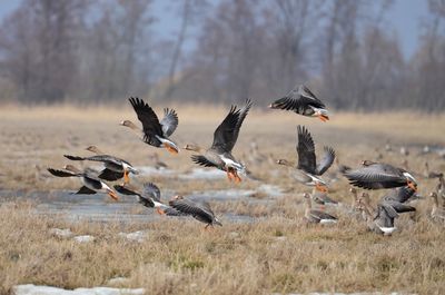 Birds flying over field