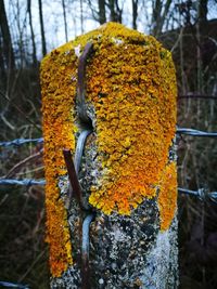 Close-up of yellow flower on tree trunk