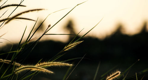 Close-up of fresh grass against sky