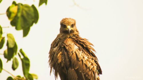 Low angle view of bird perching on tree