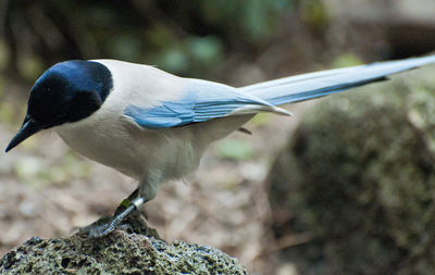 Close-up of bird perching outdoors