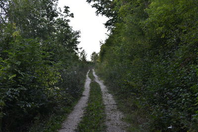 Road amidst trees in forest against sky