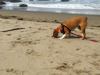 Dog resting on beach