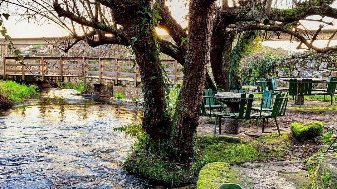 plant, tree, water, trunk, nature, tree trunk, growth, architecture, day, no people, built structure, seat, tranquility, park, outdoors, table, beauty in nature, river, empty