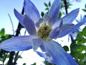 Close-up of purple flowering plant
