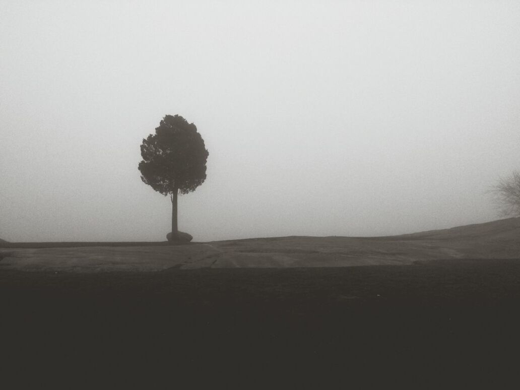 TREES ON LANDSCAPE