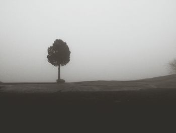 Trees on landscape