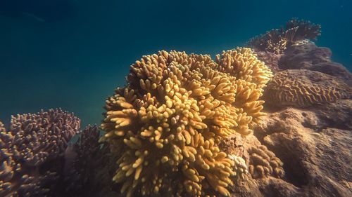 Close-up of coral in sea