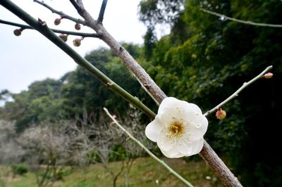 Close-up of white flower blooming on tree