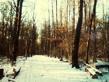 Trees in forest during winter