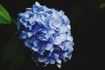 Close-up of blue hydrangea flowers against black background