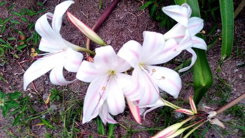 Close-up of white flowers blooming in field