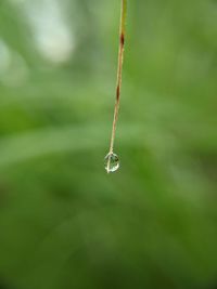 Close-up of raindrops on plant