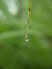 Close-up of raindrops on plant