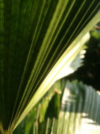 Close-up of palm leaves