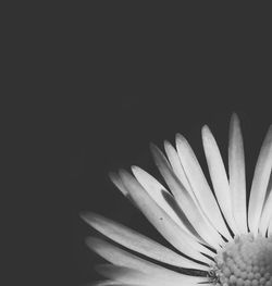 Close-up of flower over black background