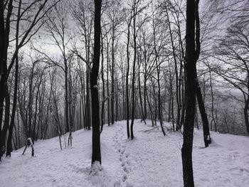 Bare trees on snow covered field