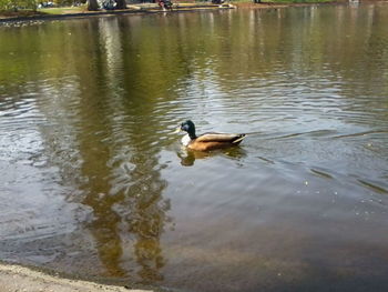 Birds in calm water