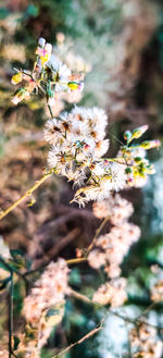 Close-up of flowering plant