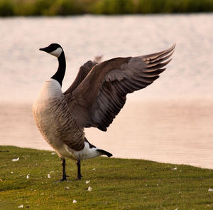 Duck on lake