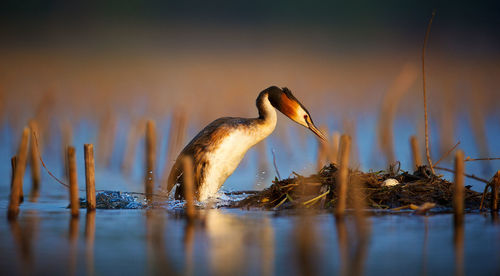 Close-up of heron in lake