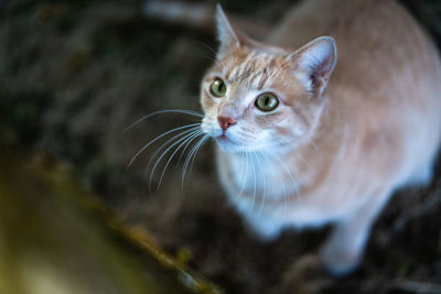 Close-up of cat
