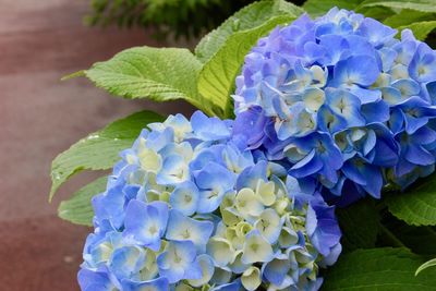 Close-up of fresh purple hydrangea blue flower