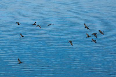 High angle view of birds flying in water