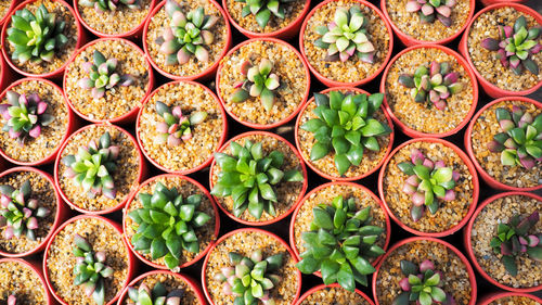 Full frame shot of succulent plant for sale